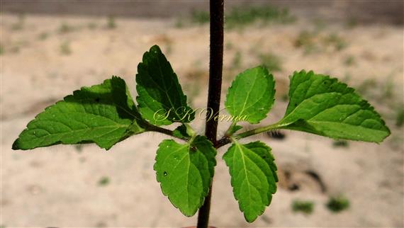  Leafy shoot (Leaves with adaxial view)